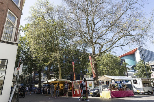 Platanen vol verhalen van het Vredenburgplein