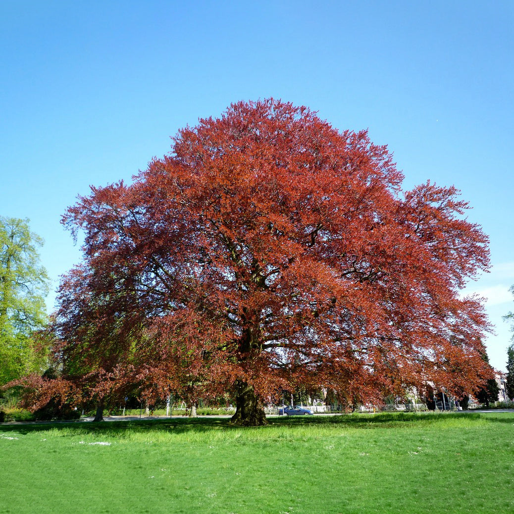 Houten ornamentenset Rode Beuk Wilhelminapark (Utrecht), decoratieve duurzame objecten.