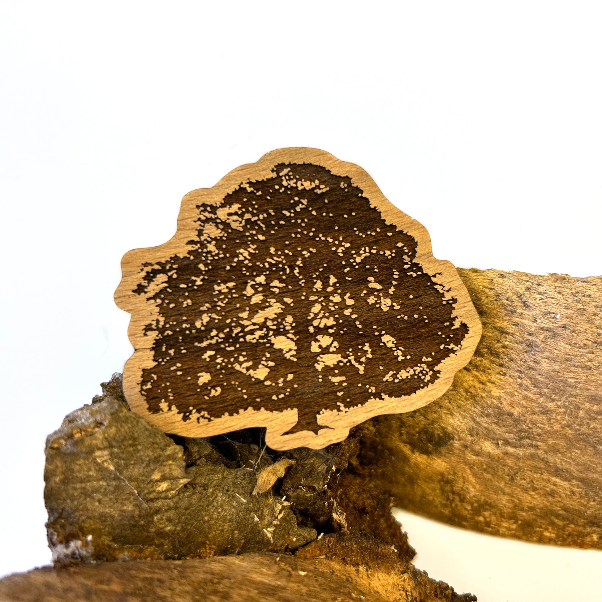 Houten koelkastmagneet van Rode Beuk (Wilhelminapark Utrecht), handgemaakt circulair.